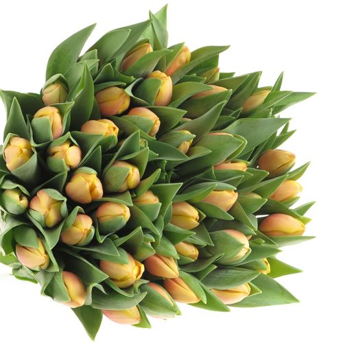 Tulpe aprico Marit 40 Gramm