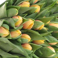 Tulpe aprico Marit 40 Gramm