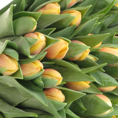 Tulpe aprico Marit 40 Gramm