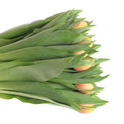 Tulpe aprico Marit 40 Gramm