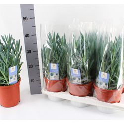 Senecio Curio Mount Everest T17 H040