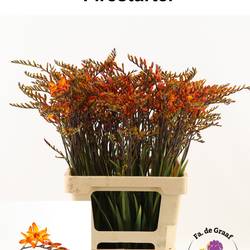 Montbretia dunkel orange Firestarter70cm
