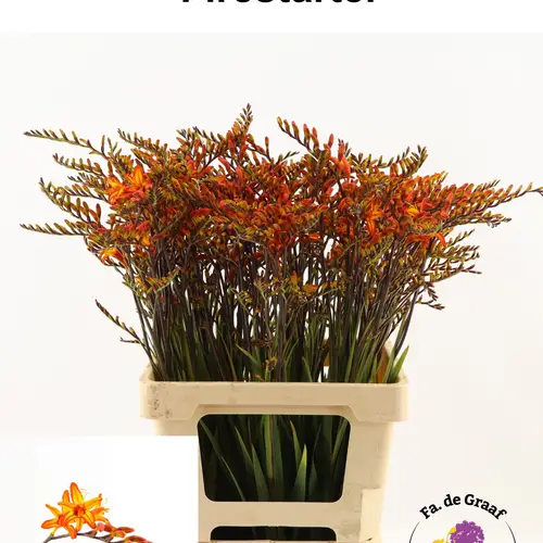 Montbretia dunkel orange Firestarter70cm