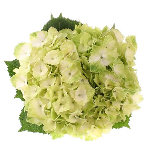 Hortensie weiss/grün Noblesse 50cm