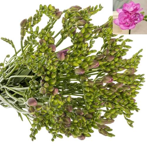 Freesie pink gefüllt Romantica 24 Gramm