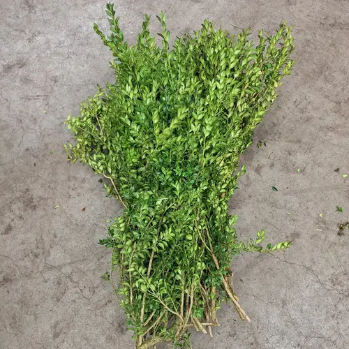 Buchs grün/orange 5KG Junge Spitzen DE