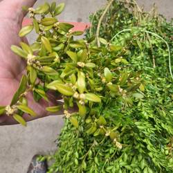 Buchs grün/orange 5KG Junge Spitzen DE