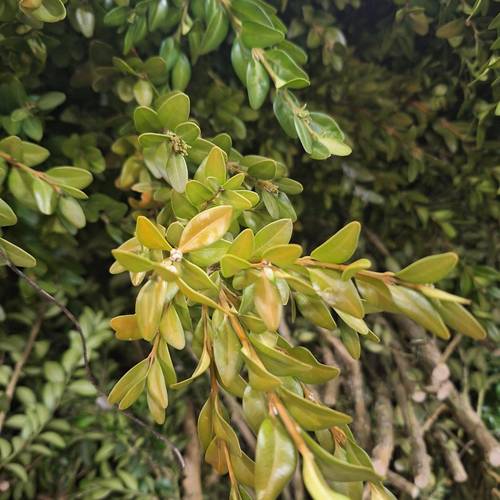 Buchs grün/orange 5KG Junge Spitzen DE