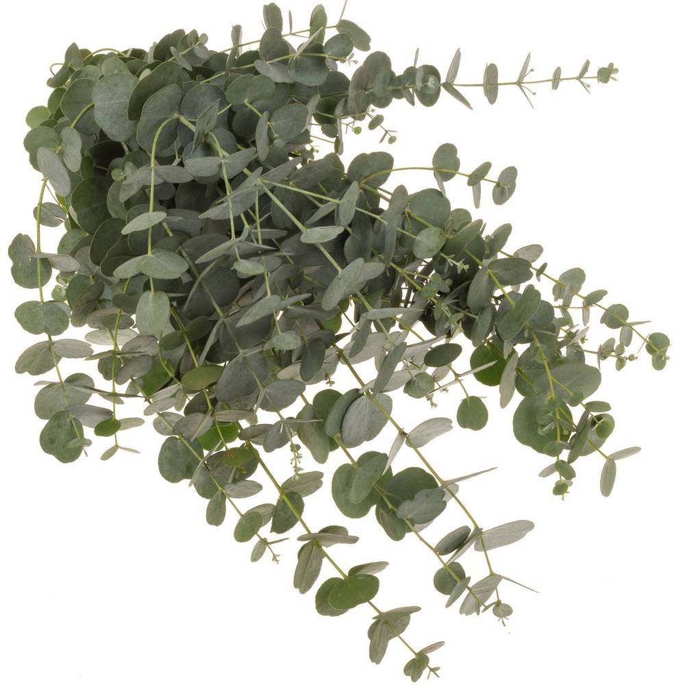 Populus grau Azura 85cm