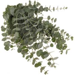 Populus grau Azura 85cm