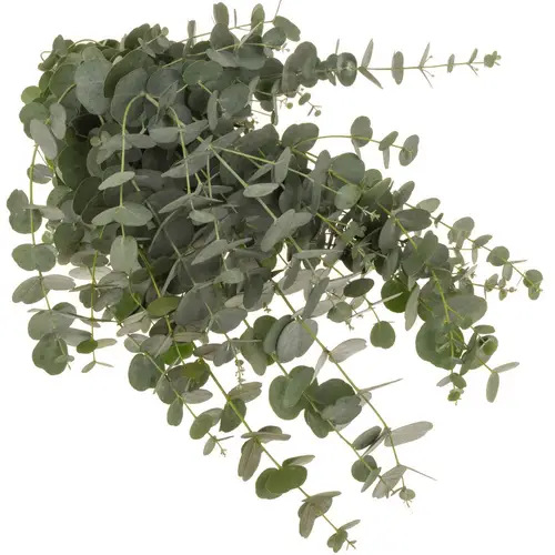 Populus grau Azura 85cm