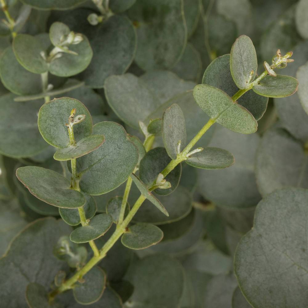 Populus grau Azura 85cm