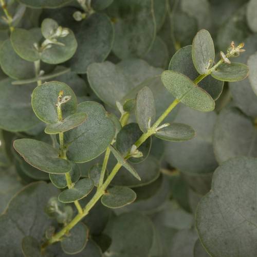 Populus grau Azura 85cm