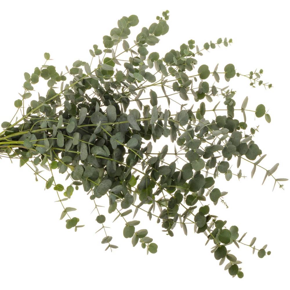 Populus grau Azura 85cm