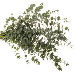 Populus grau Azura 85cm