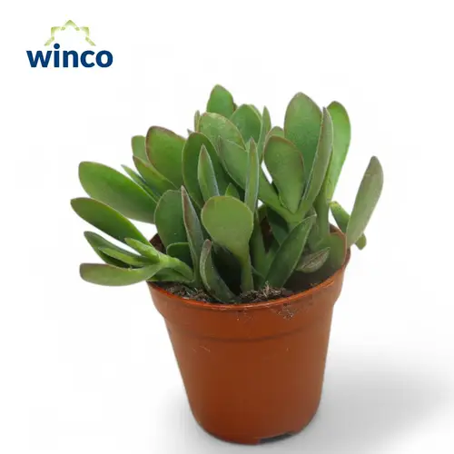 Crassula Rusby T05 H012