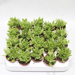 Crassula Rusby T05 H012