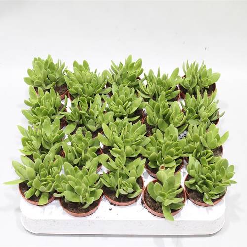 Crassula Rusby T05 H012
