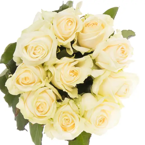 Rose creme Four Seasons 70cm