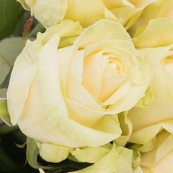 Rose creme Four Seasons 70cm