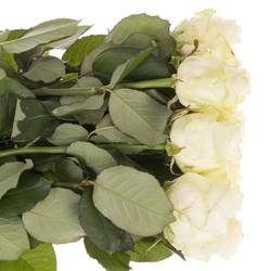 Rose creme Four Seasons 70cm