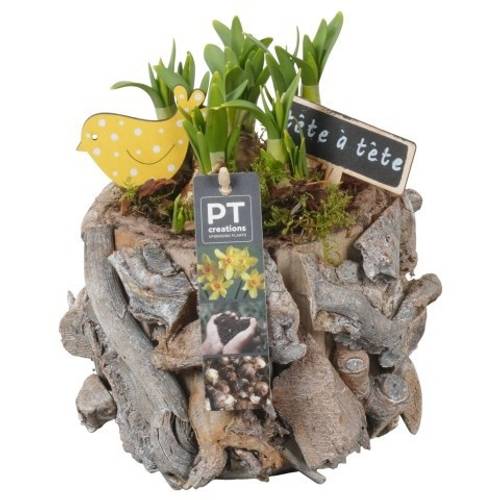 Narzis.Arr PTN8688 T14 H020