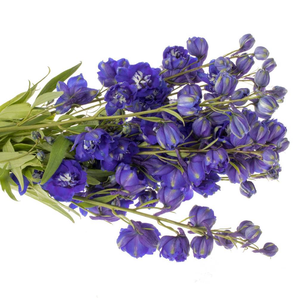 Delphinium blau Emerald 80cm