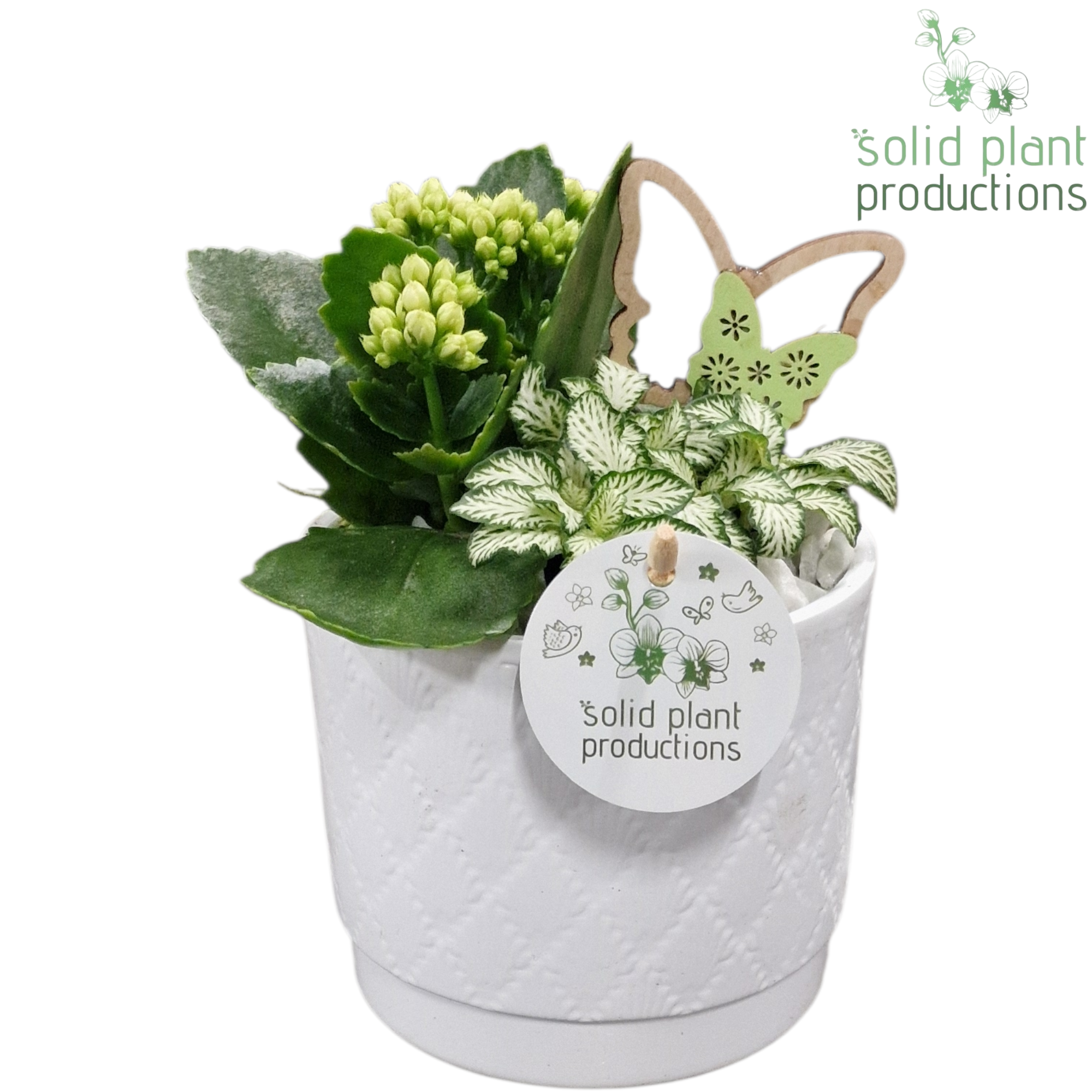 Kal.Arr KF001 Ariël weiss T12 H025