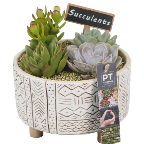 Succ.Arr PTSU8486 T17 H018