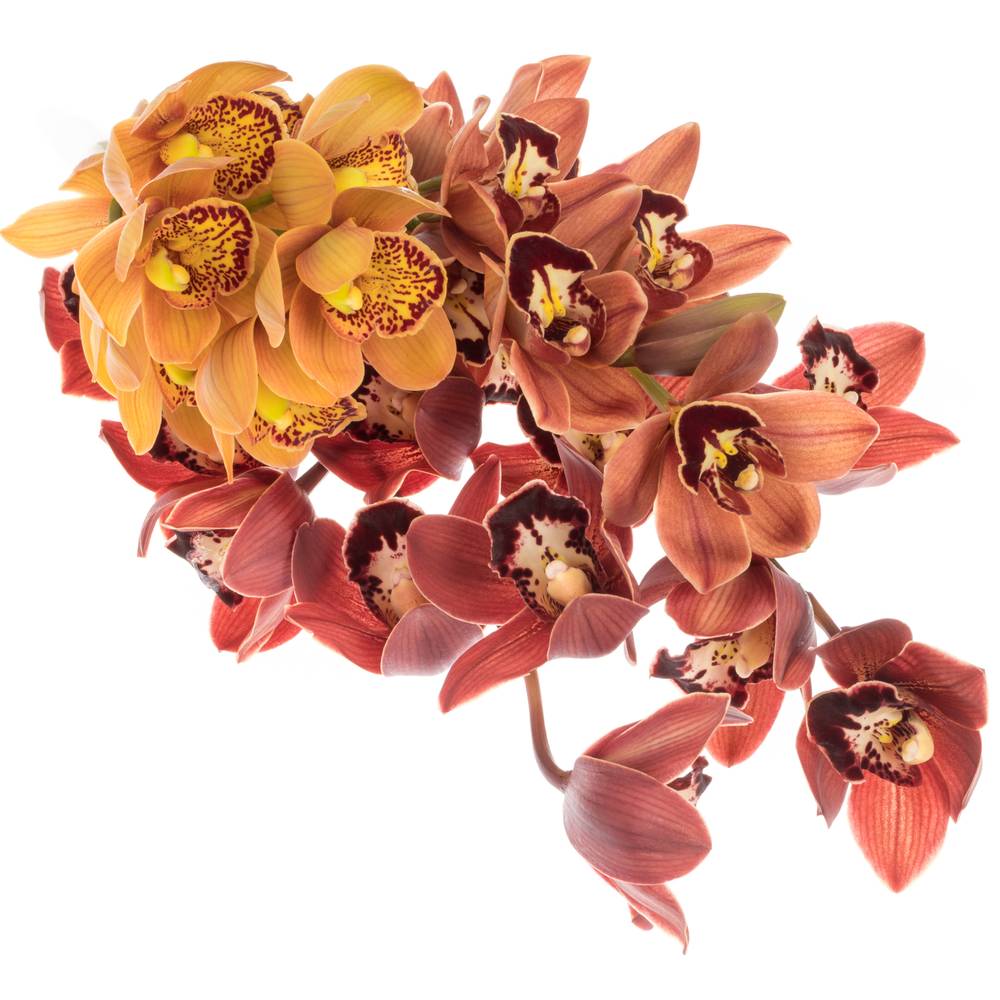 Mini Cymbidium mix Herbst 60cm 12+Blüte