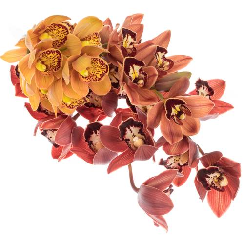 Mini Cymbidium mix Herbst 60cm 12+Blüte