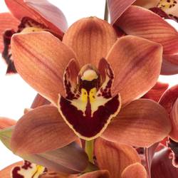 Mini Cymbidium mix Herbst 60cm 12+Blüte