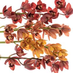 Mini Cymbidium mix Herbst 60cm 12+Blüte