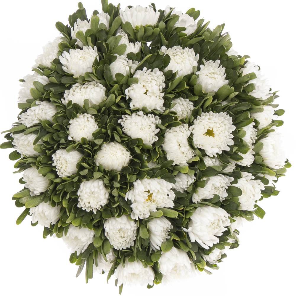 Aster weiss 45cm