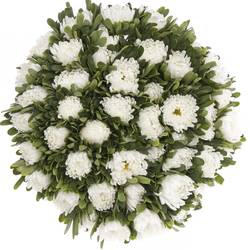 Aster weiss 45cm
