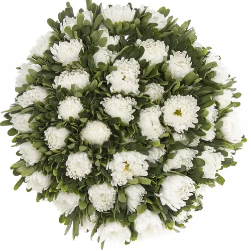 Aster weiss 50cm