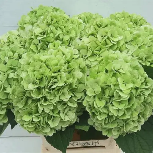 Hortensie hell grün Ivoor classic Bol 22cm 65cm