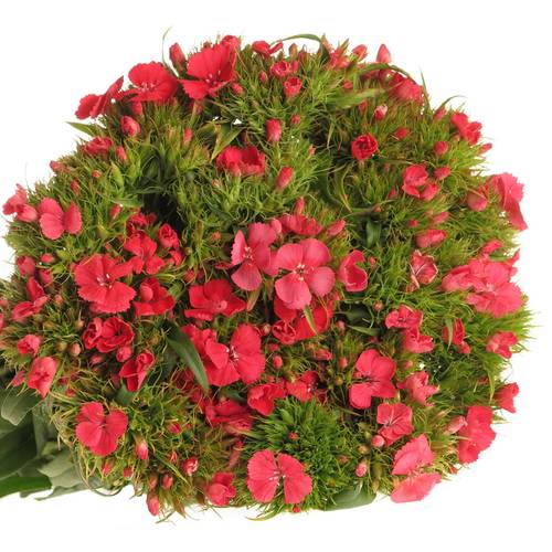 Bartnelke rot Sweet Will Coral 65cm
