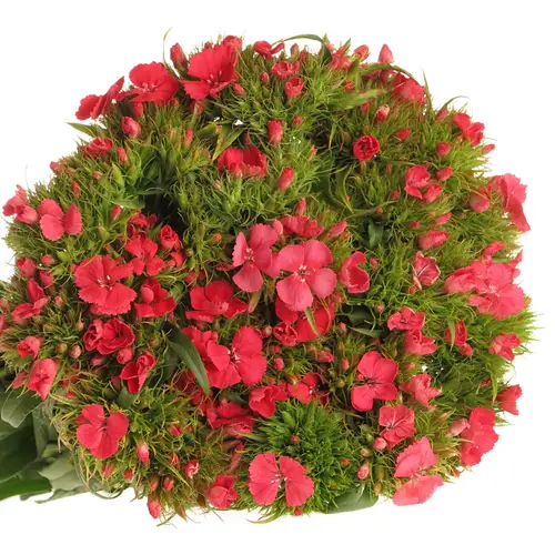 Bartnelke rot Sweet Will Coral 65cm