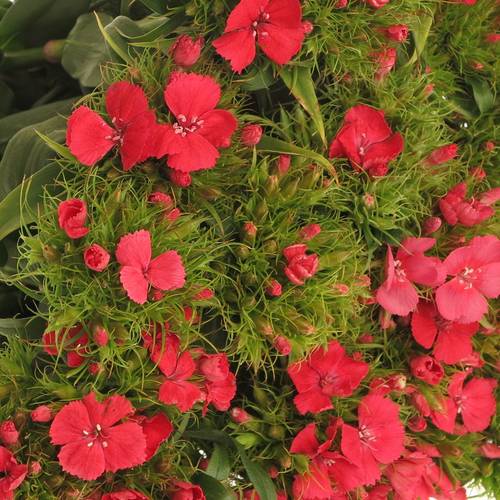 Bartnelke rot Sweet Will Coral 65cm