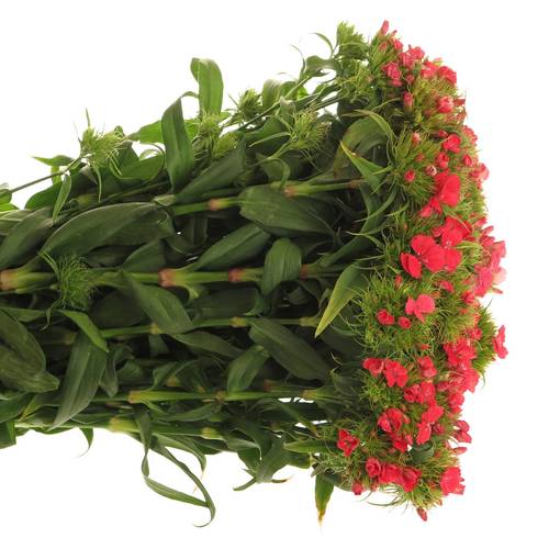 Bartnelke rot Sweet Will Coral 65cm