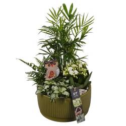 Chamaed.Arr PTHI5588 Herbst T19 H037