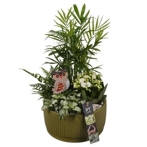 Chamaed.Arr PTHI5588 Herbst T19 H037