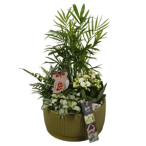 Chamaed.Arr PTHI5588 Herbst T19 H037
