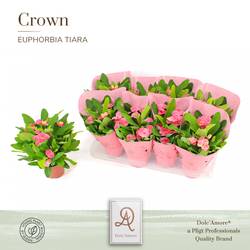 Euphorbia rosa Tiara Charlotte T12 H026
