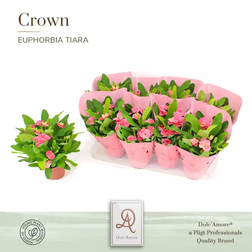 Euphorbia rosa Tiara Charlotte T12 H026