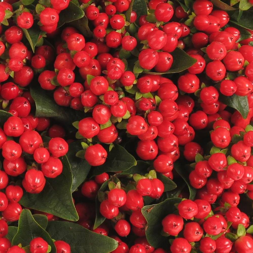 Hypericum rot verzweigt Coco Rio Large 50cm