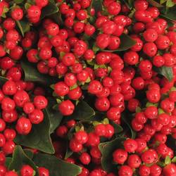 Hypericum rot verzweigt Coco Rio Large 50cm