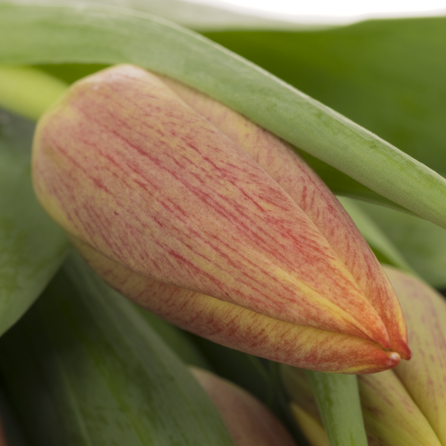 Tulpe rot Mark 24 Gramm