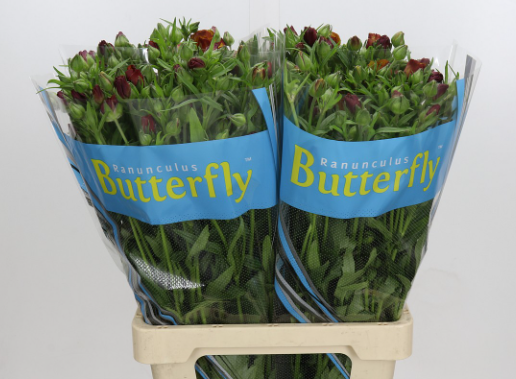 Ranunkel gelb/orange-orange Butterfly Satyros 70 cm 70 Gramm 70cm